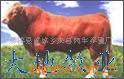 肉牛羊养殖利木赞肉牛改良肉牛肉牛犊鲁西黄牛。(图)