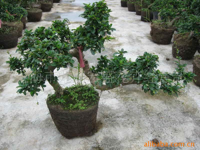 供应<em>福建茶</em>、<em>福建茶</em>盆景 图片_高清大图 - 阿里