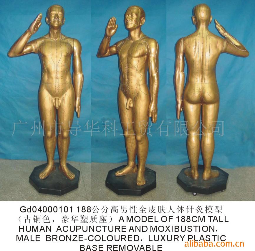 178公分高男性古人体针灸模型,教学模型,人体模型 医学模具