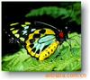Cairns birdwing butterfly,�����걾