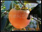 供应陕西金钱柿子/七月黄柿子/八月黄柿子/甜柿子