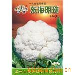 【实力企业证照齐全】花椰菜种子良种东海明珠100天