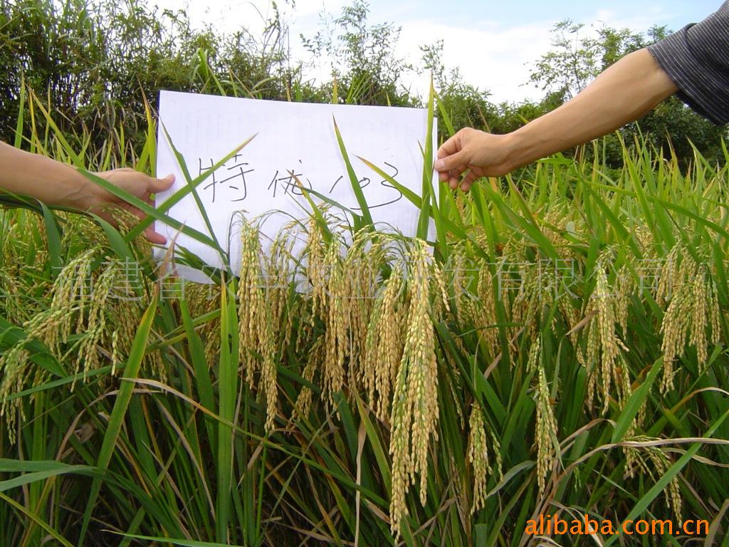 最新杂交水稻品种-佳一福稻1588-优质高产杂交水稻种子 - 知乎