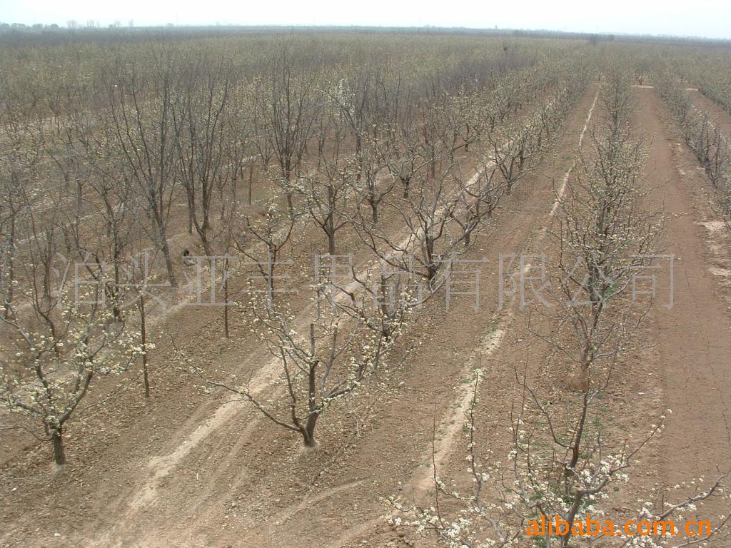 出口美国、加拿大、澳大利亚、墨西哥、新西兰