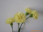 本公司供应(昆明鲜花)---康乃馨
