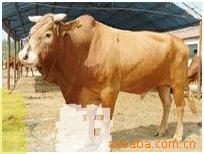圣源牧业常年供应养殖优质育肥肉牛【鲁西黄牛利木赞】