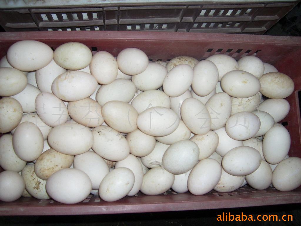 批发供应鹅蛋图片,批发供应鹅蛋图片大全,莱阳