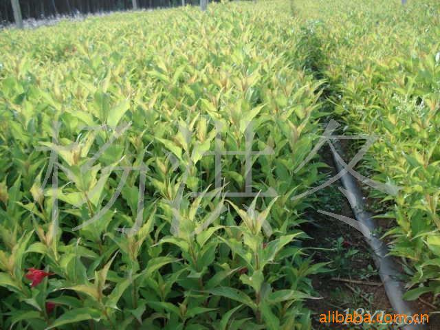 苗农直销、红王子锦带、<em>金叶女贞</em>、绣线菊、龙