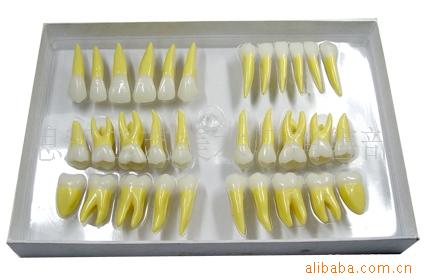 供应低价高品质1:1色恒牙牙齿模型图片,供应低