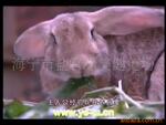 兔子场养殖前景养殖方法兔子养殖图片(点击首页看视频介绍)