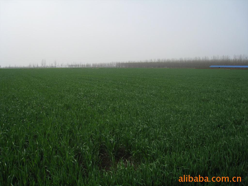 【小麦种子 黑小麦 农大<em>876</em>(图)】价格,厂家,图