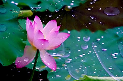 �������֣���ҶȾ ũҵ�Ƽ� �Ƽ���̬ ��ľ���� ֲ��Ⱦɫ 