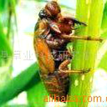 ������ֳ���������ࡪ����Ӧ���� �����ֳ����