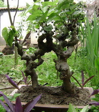 百年古桩-桑椹果树古桩盆景的栽培和管理