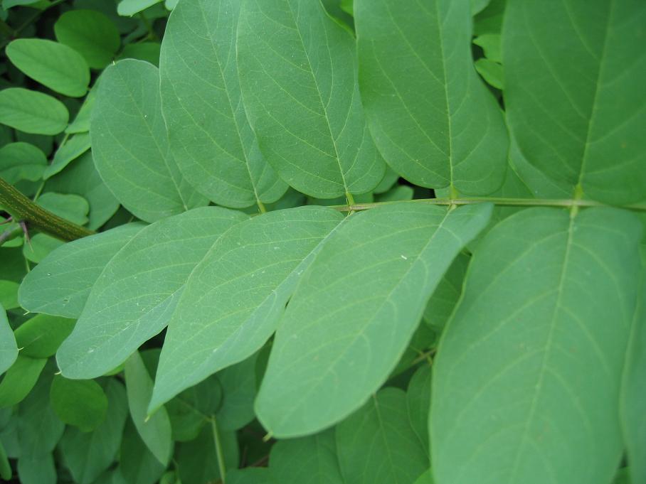 大叶速生槐图片2008.7.24拍摄