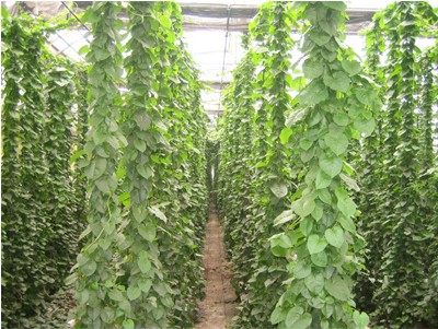 新型特菜-藤三七