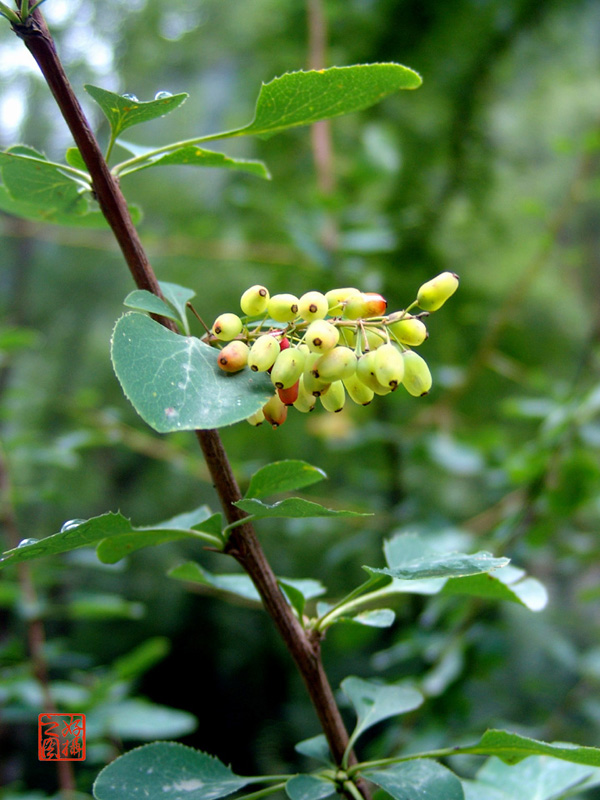 學名:茅莓,薔薇科. 別名:天青地白草