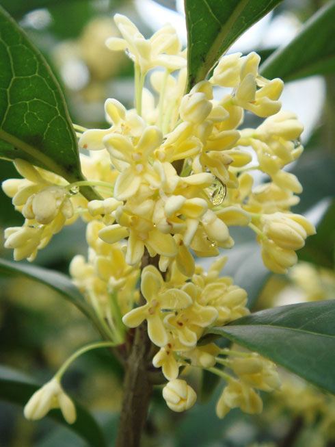 翻了好一阵子图片收藏夹,没有找到冬季日香桂的花朵,真是遗憾,看来