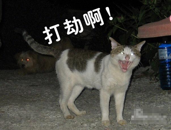搞笑的猫咪