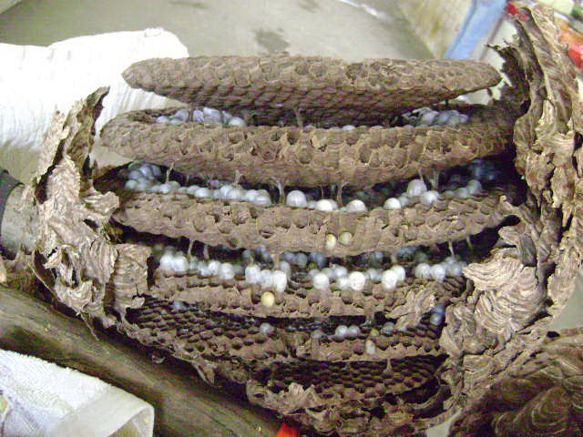 好大的马蜂窝,50元一斤的蜂蛹,好卖的很!(10.28论坛首页美图选