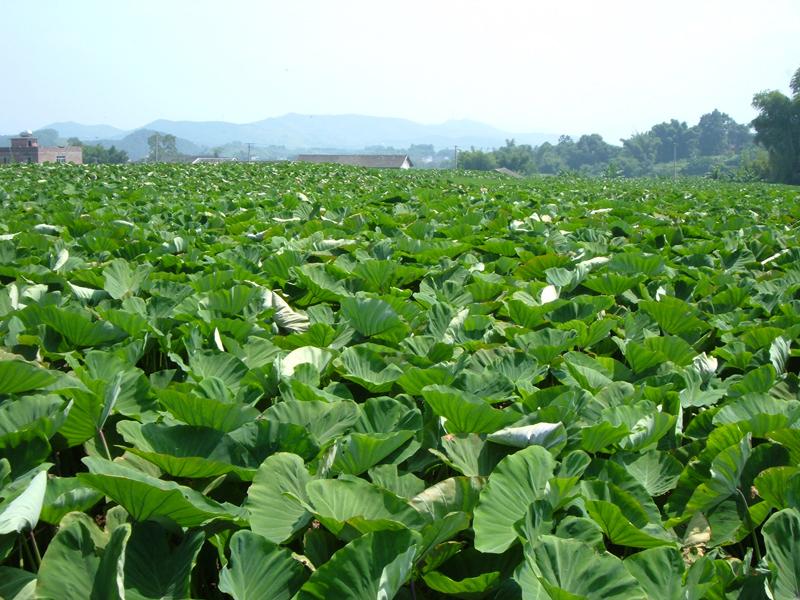 我家乡的芋头基地--贺州香芋