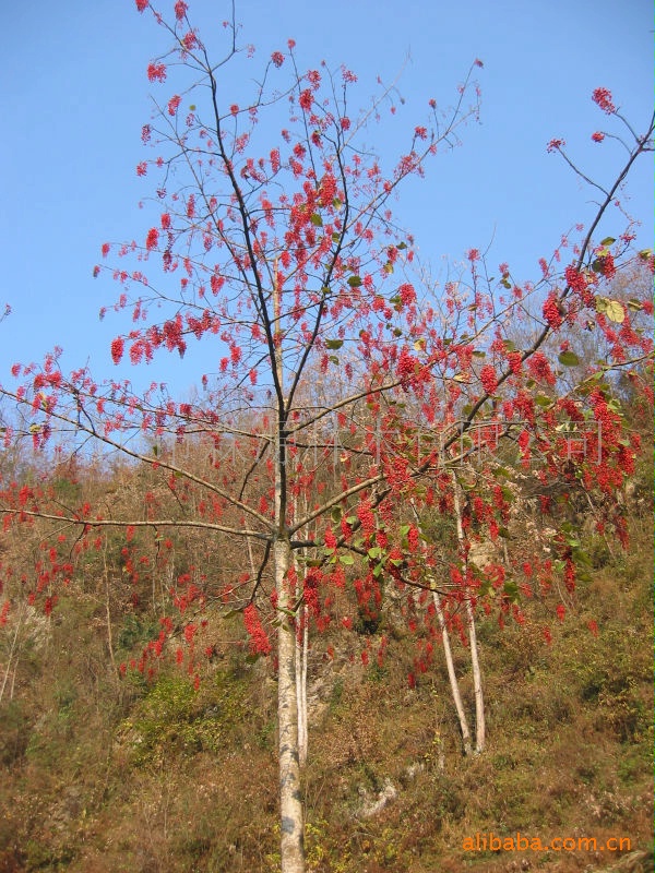 可再生能源----新树种——(毛叶)山桐子产业化技术输出和咨询