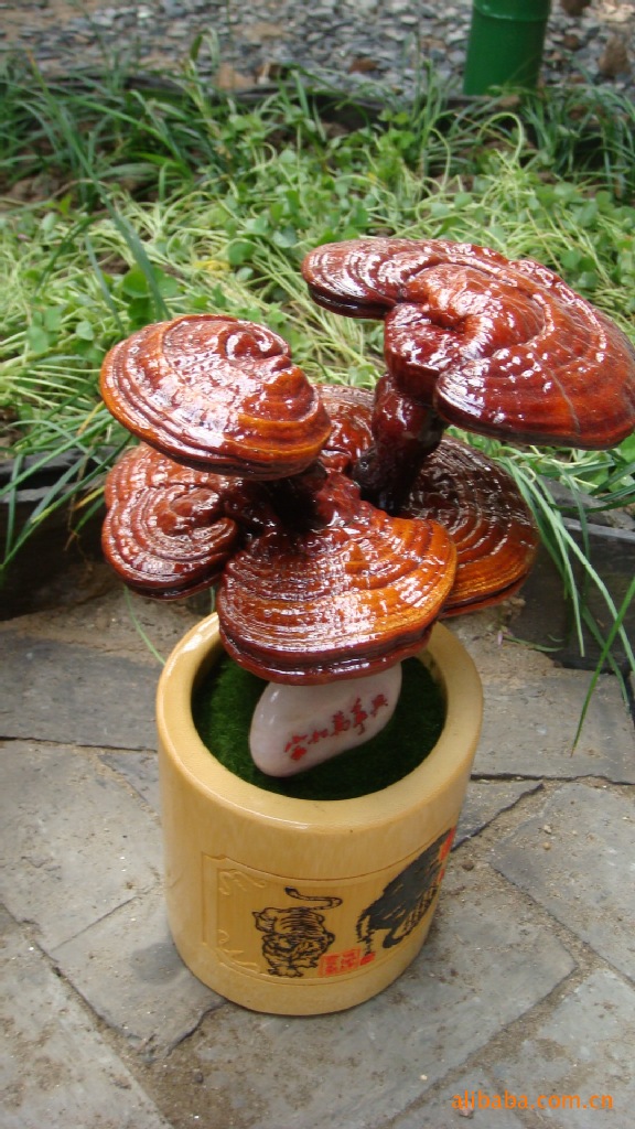 无锡 灵芝 盆景图片_12