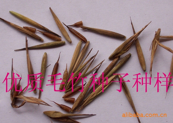 水保灌木种子-柠条-竹子种子-蛇目菊种子图片_8