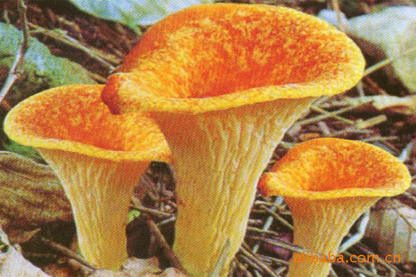 人间美味 喇叭菌