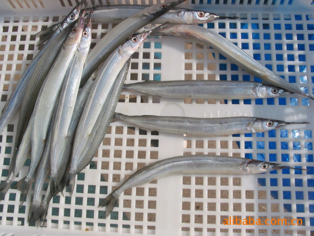 整只针鱼(块冻)马步鱼