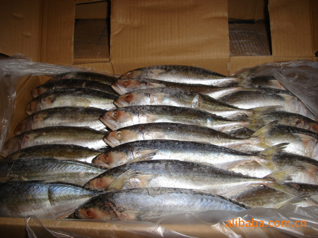 供应:深海白面鱼(巴浪鱼系列)