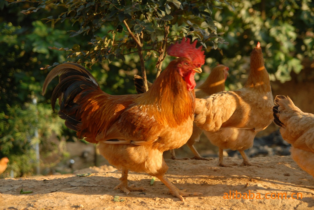 沙河松兰堡村鸡图片