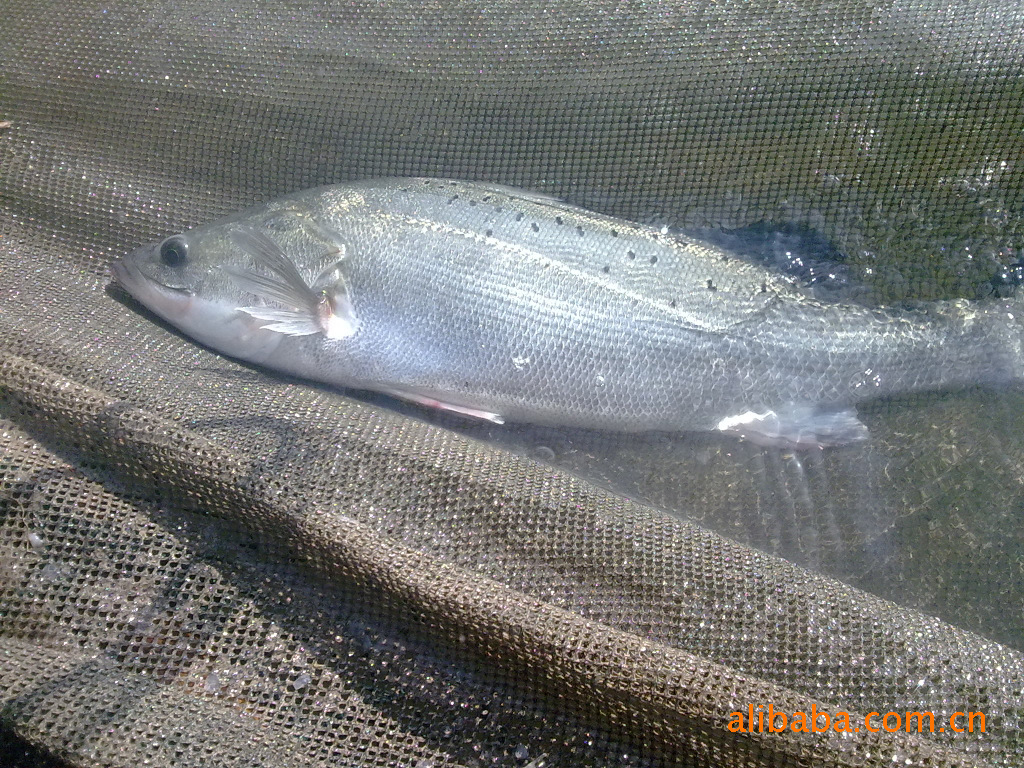 原产地批发冰鲜海产品/七星鲈鱼(花鲈)