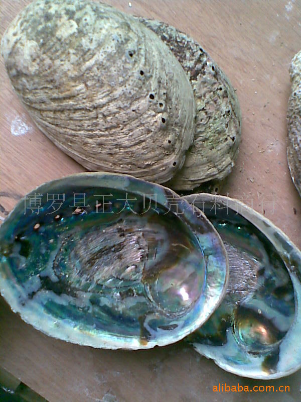 供应大量新西兰鲍鱼壳(正大贝壳刚进口到的新西兰鲍鱼壳kakbkc)图片_4