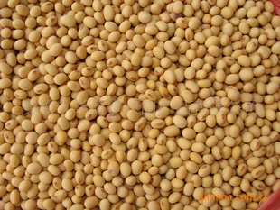 大量供应安徽地区优质大豆!