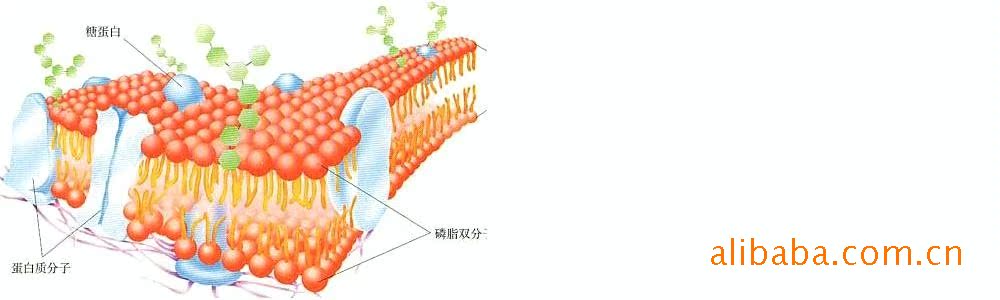 供應生物教學器材細胞膜流動鑲嵌模型