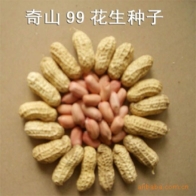 2015最新选育产量高无柴无筋架芸豆种子