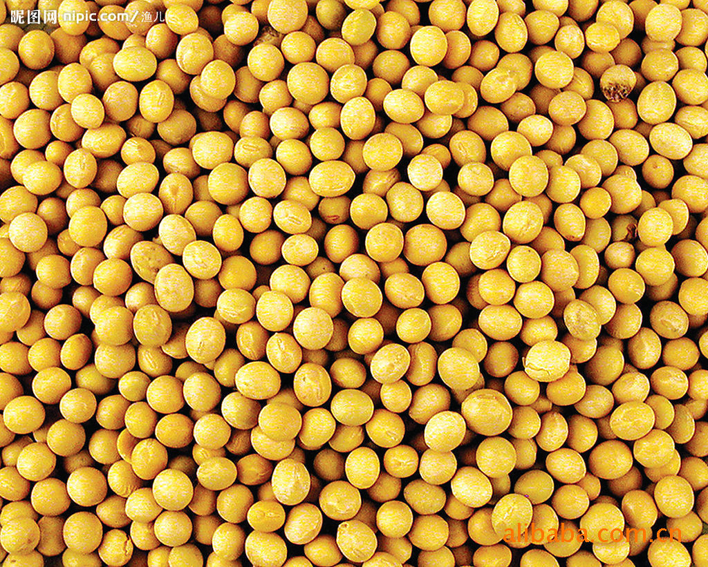 优质东北大豆 - 冯兴龙(个人经营) - 搜公司