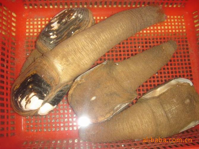 供应黑象拔蚌 批发朝鲜象拔蚌 朝鲜象拔蚌 朝鲜象拔蚌 黑蚌肉