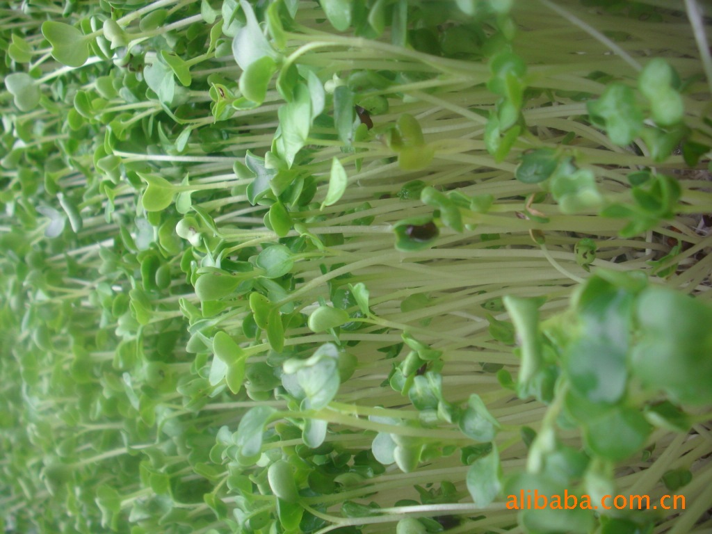 无土栽培绿色萝卜苗