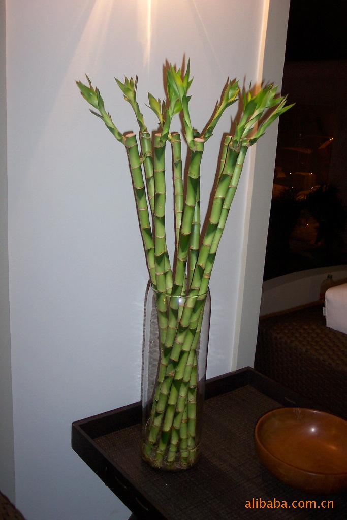 批发供应富贵竹—直竹(30cm单枝)(图)