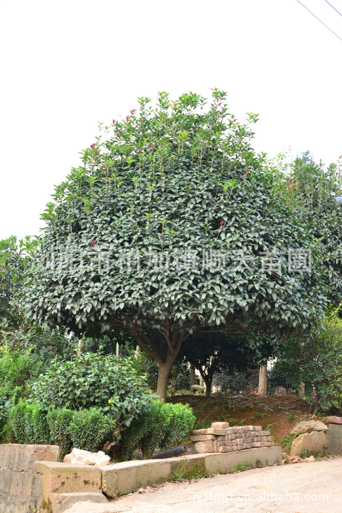 胸径610cm的桂花