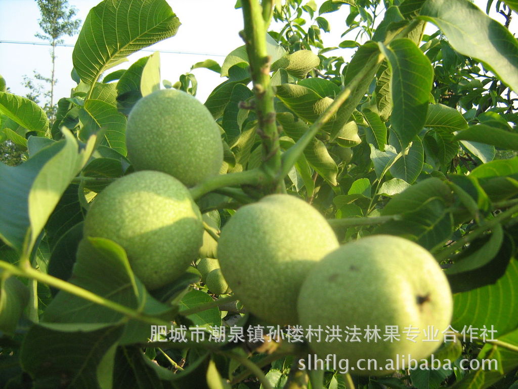 大批量8518核桃苗