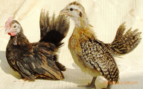 鸡苗**:系列40余品种[元宝 翻毛 绣球 矮脚 塞拉玛 .