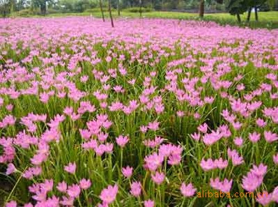 批發韭蘭苗(紅菖蒲)紅花蔥蘭 庭院花壇綠化 水生花卉 別墅苗