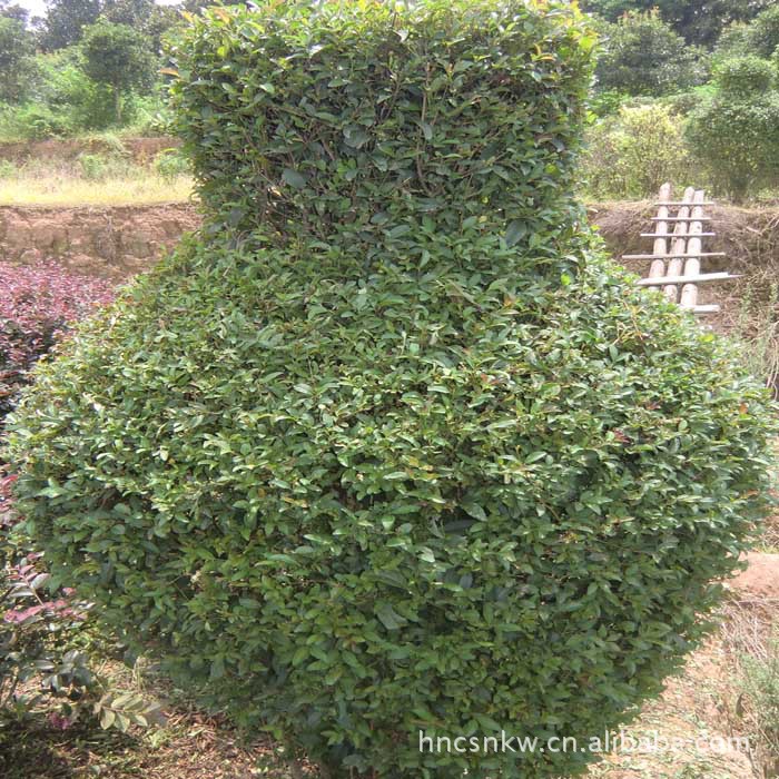 農產品 綠化苗木 灌木 大量供應本苗圃特色小葉女貞柱,造型小葉女貞