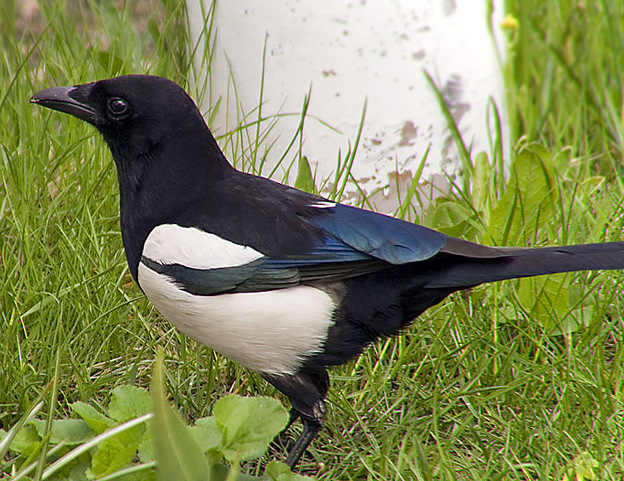 喜鹊是人吗?