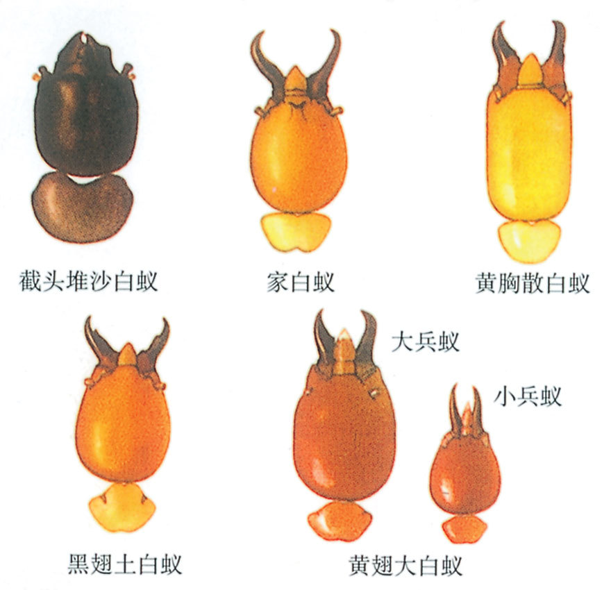 摘要:对高尔夫球场白蚁发生种类,发生危害规律及原因进行了总结分析