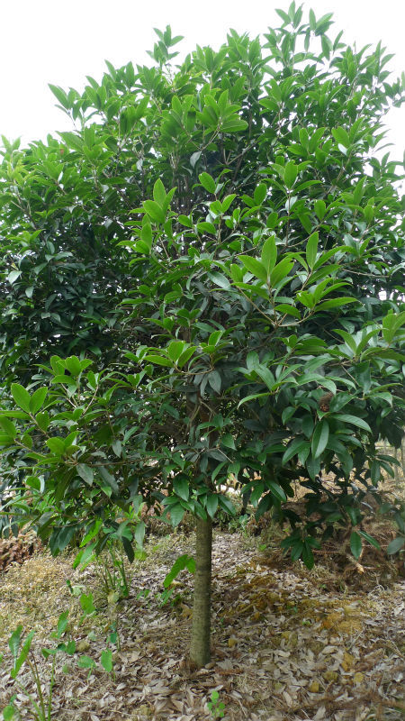 大量供应桂林市临桂县标准9公分单杆桂花树