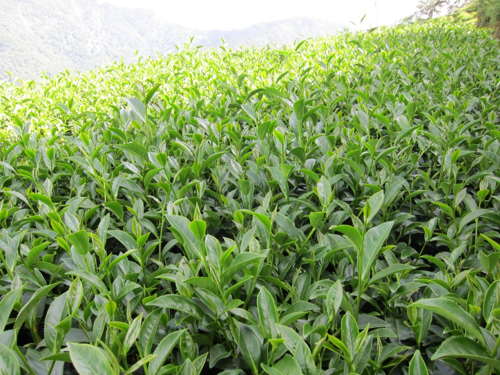 【小额批发】正宗台湾高山茶叶精美礼盒(诚信保障)